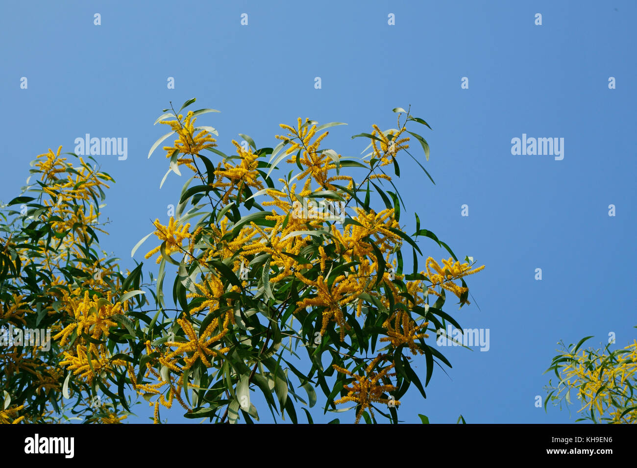 Acacia yellow flowers against blue sky Stock Photo