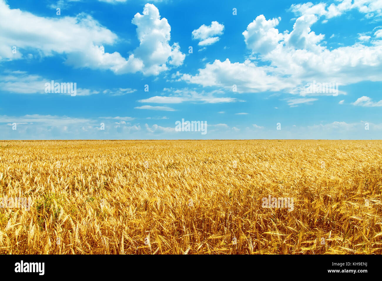blue sky with clouds and golden field Stock Photo - Alamy