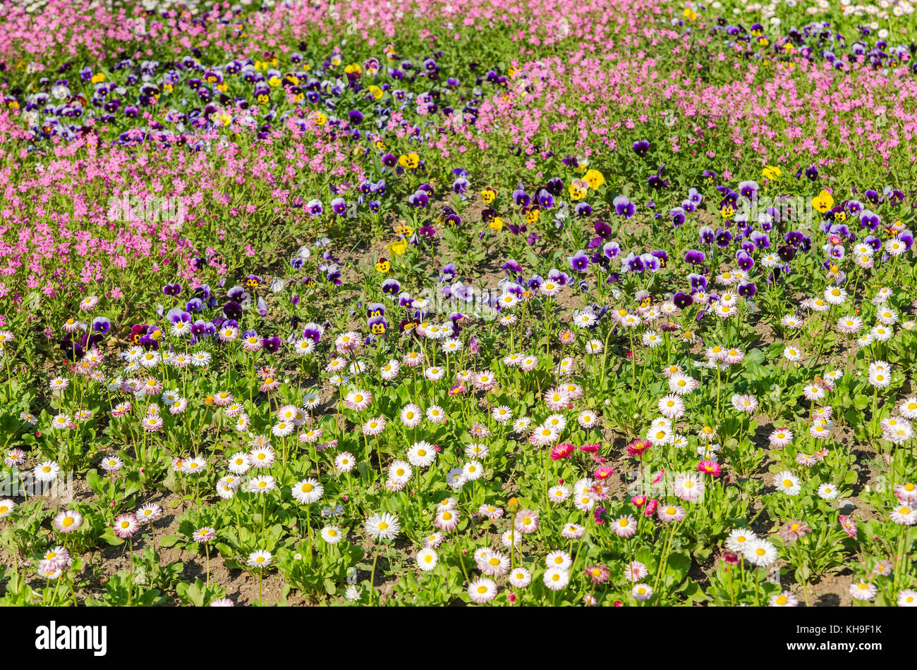 spring flower on field Stock Photo - Alamy