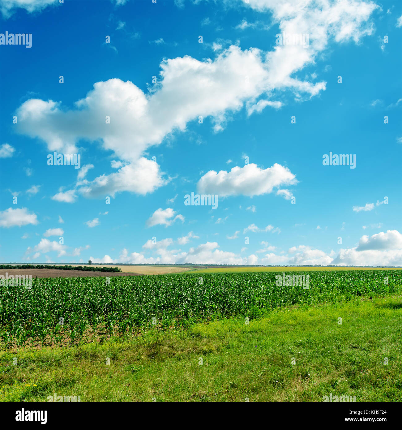 green grass under cloudy blue sky Stock Photo - Alamy