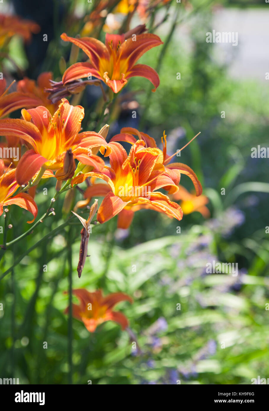 Orange Lilies Roadside Stock Photo Alamy