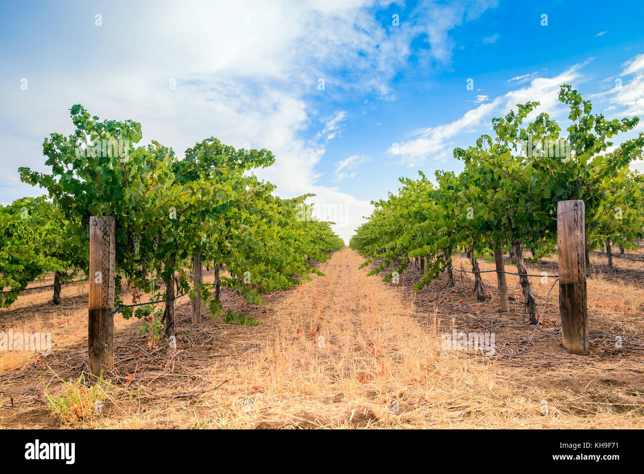 Grape vines with hay field in Barossa valley, South Australia Stock Photo