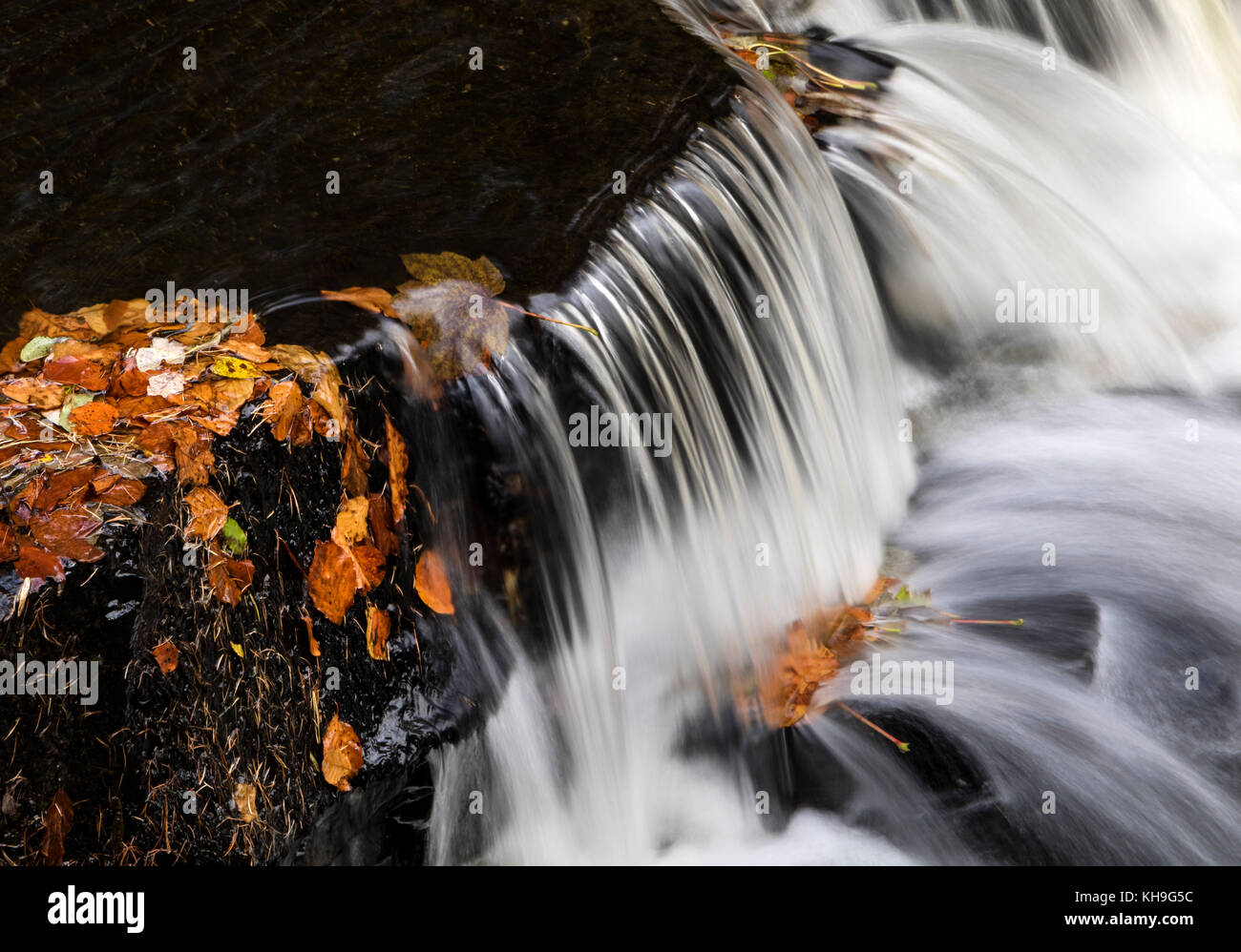 Autumn Leaves and Waterrfall in Bow Lee Beck, Bowlees, Upper Teesdale, County Durham, UK Stock Photo
