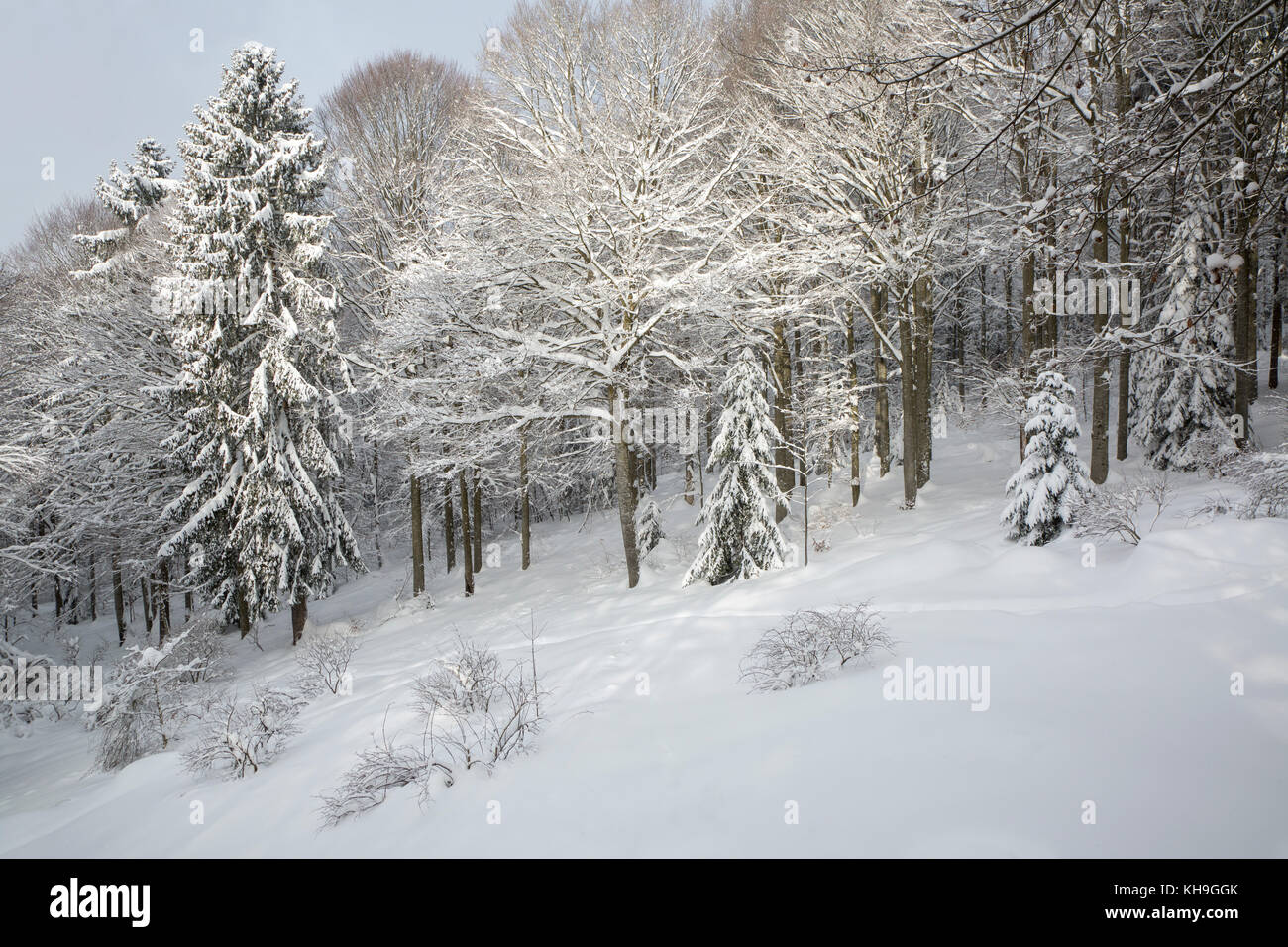 Branches of beech trees (Fagus sylvatica) and spruces laden with fresh snow after snowfall in winter Stock Photo