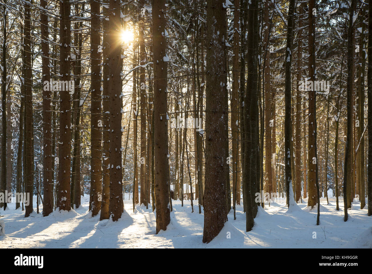 Sun shining through spruce trees in the snow in winter Stock Photo