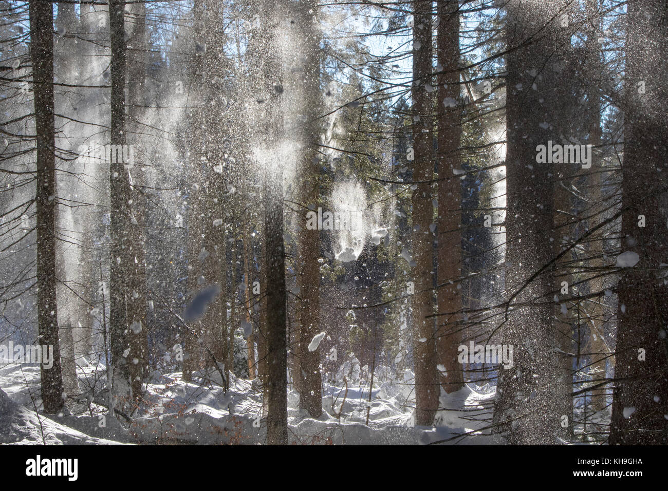 Snow falling from branches of spruce trees in coniferous forest blown away by gust of wind in winter Stock Photo