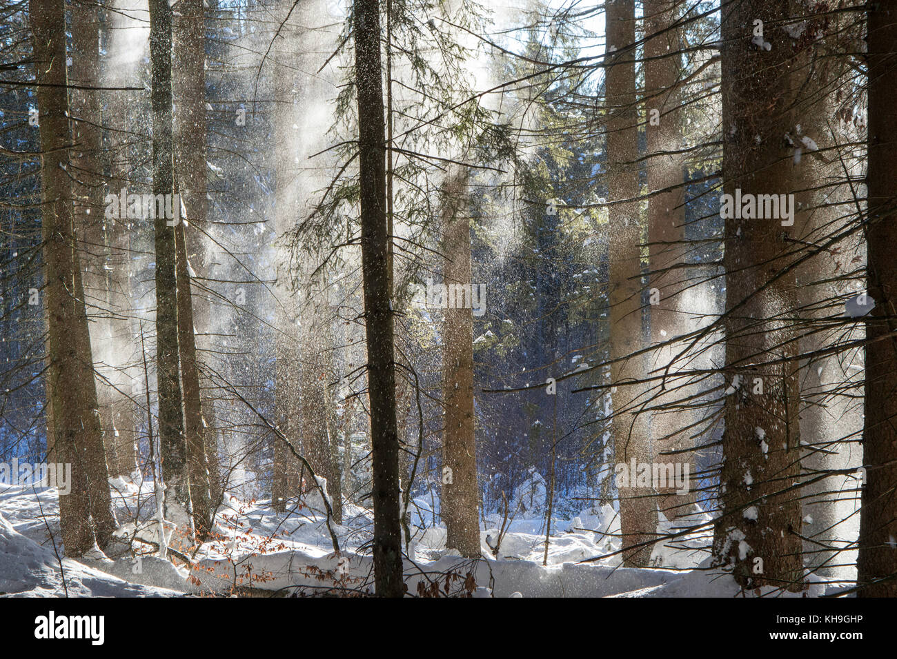 Snow falling from branches of spruce trees in coniferous forest blown away by gust of wind in winter Stock Photo