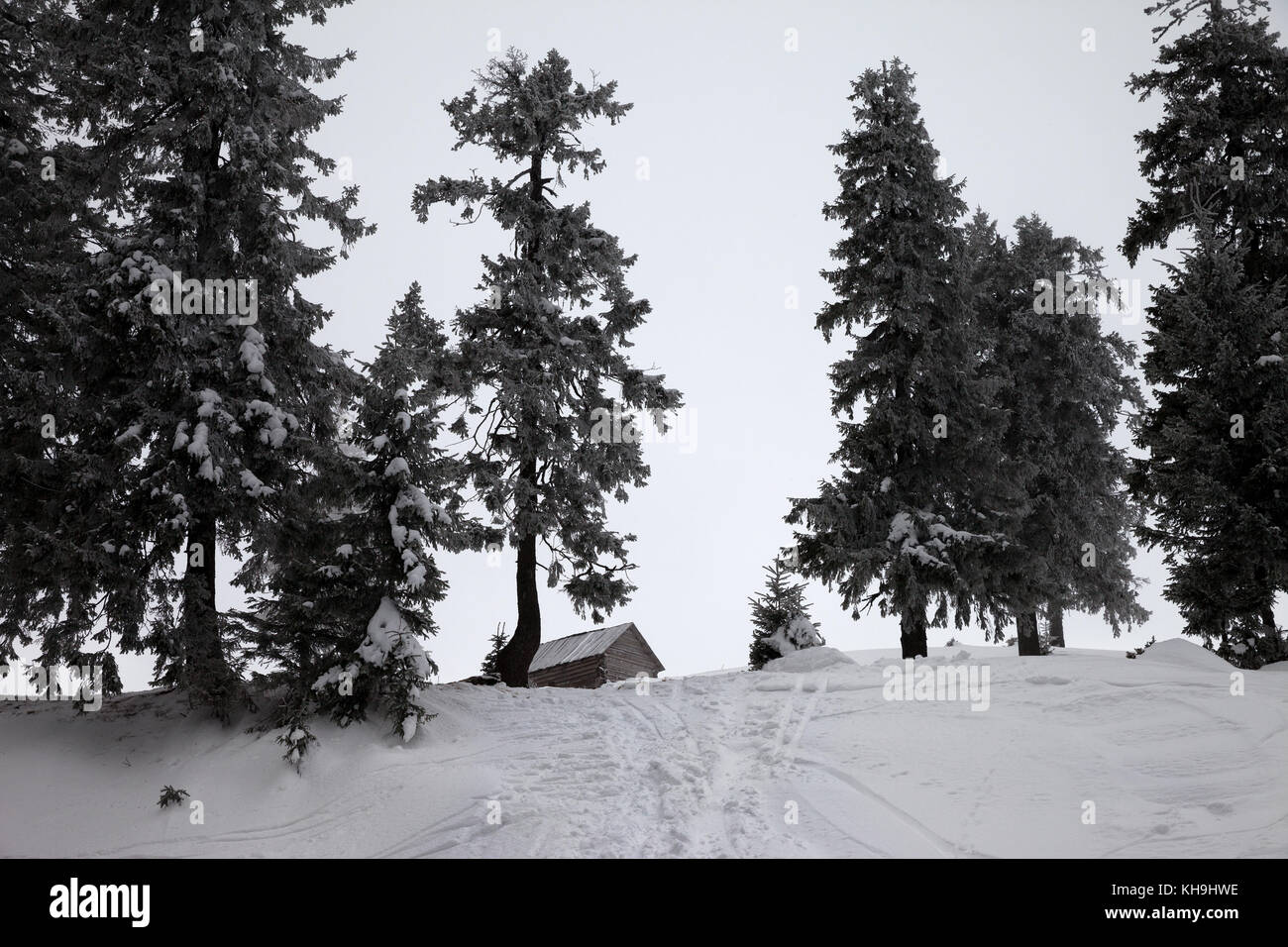 Old frosty wooden hut and snow-covered forest in winter snow mountains ...