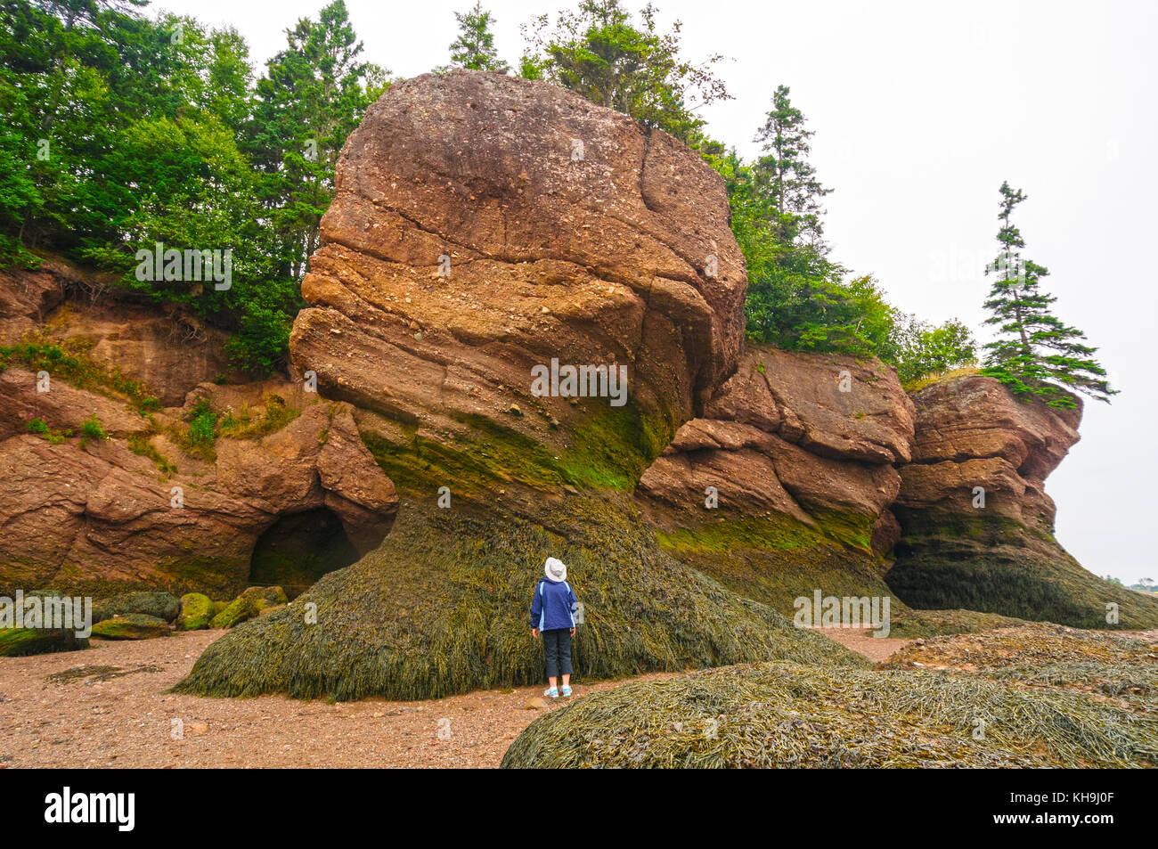 Observer looking a Hopewell rocks at low tide Stock Photo Alamy