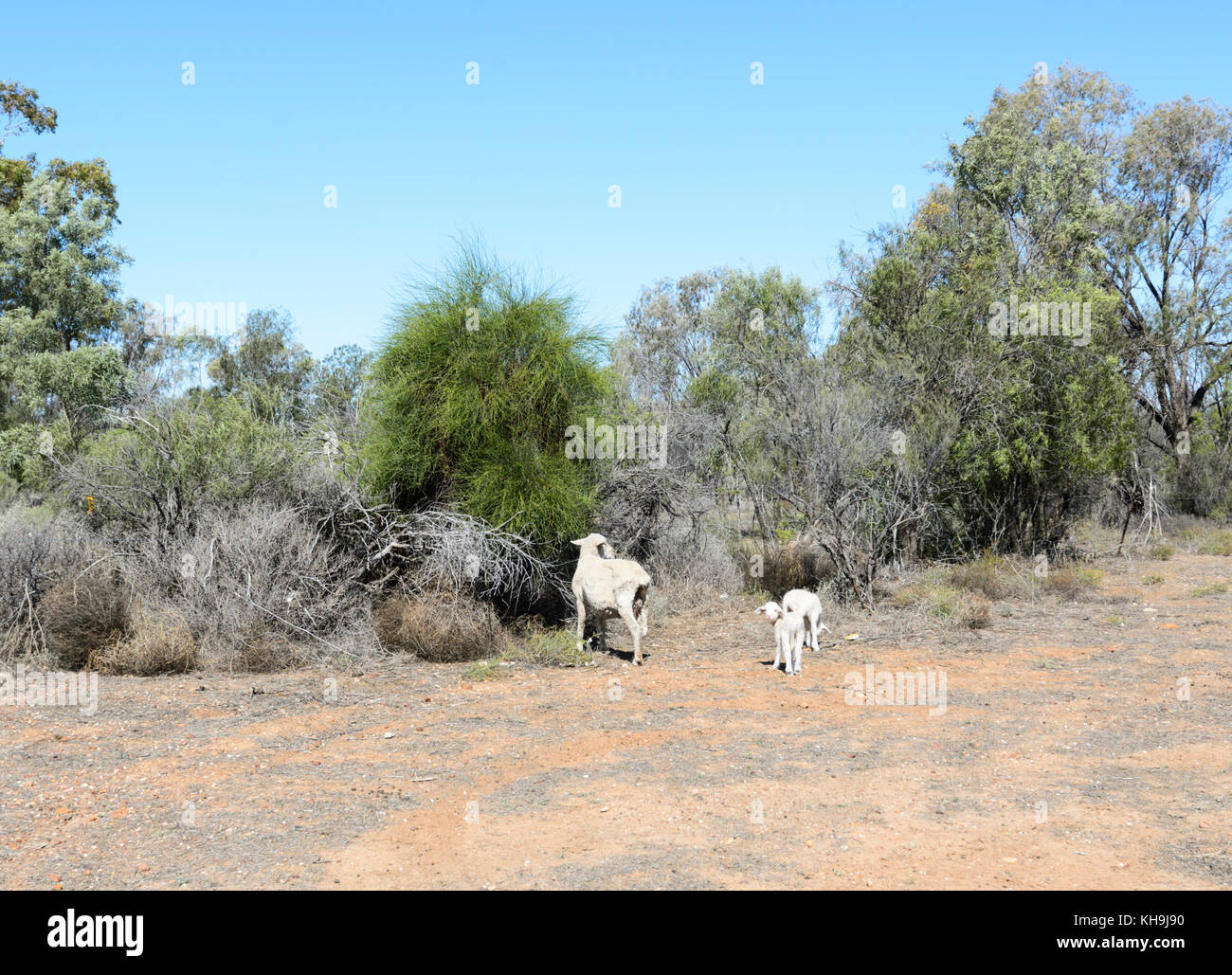 Skinny sheep and lambs trying to feed during extreme drought near