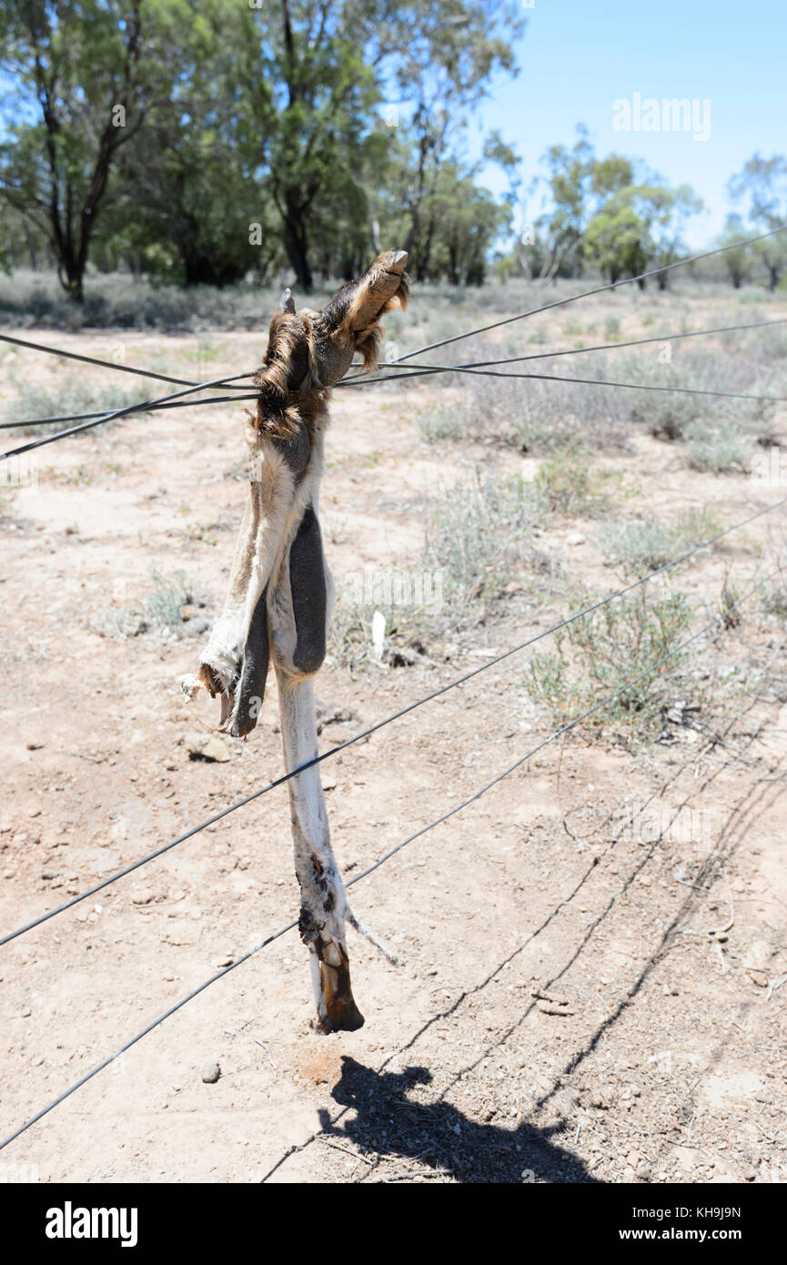 Kangaroo leg entangled in a fence in the Outback, New South Wales, NSW, Australia Stock Photo