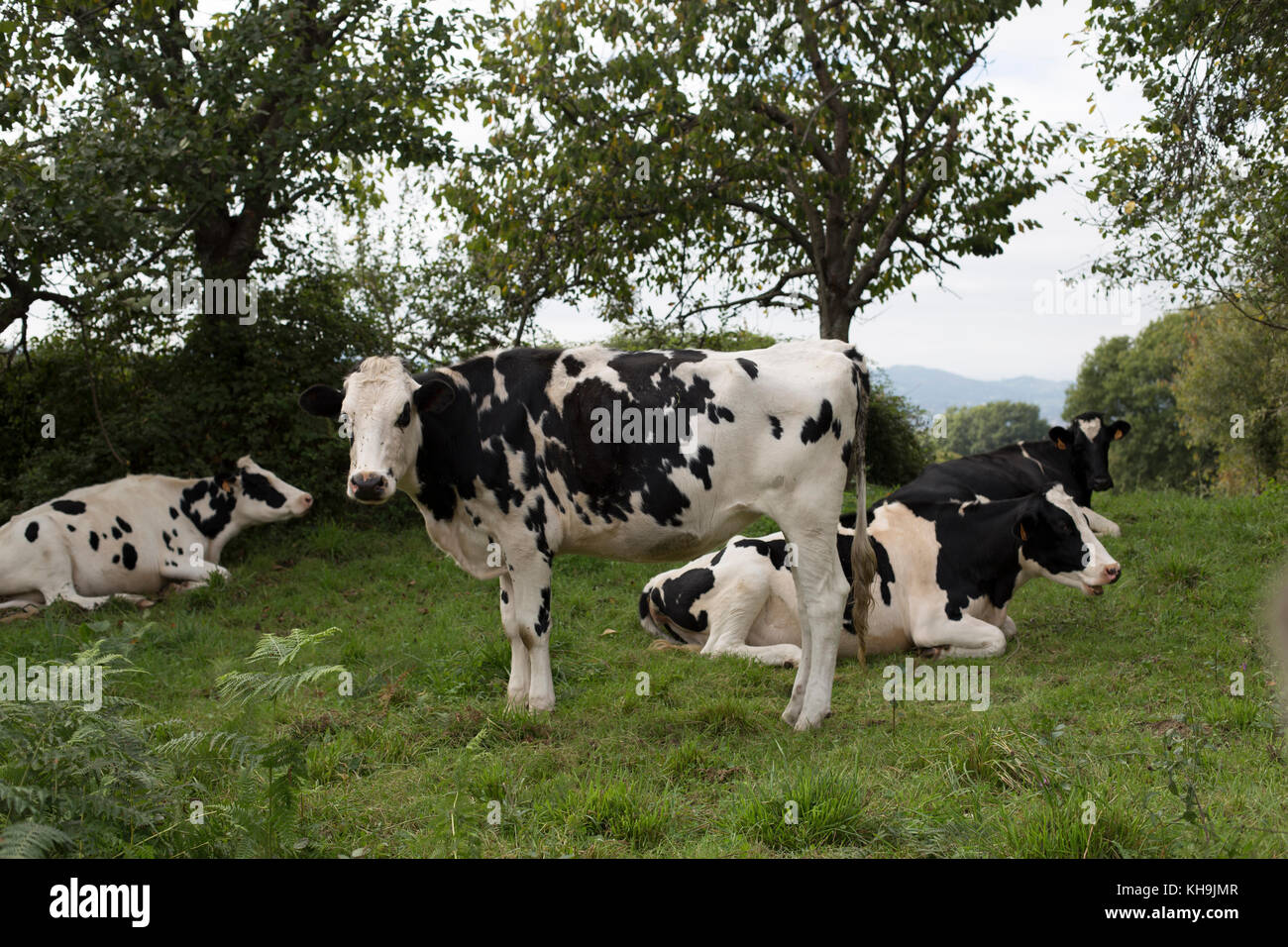 Holstein Friesian cattle Stock Photo - Alamy