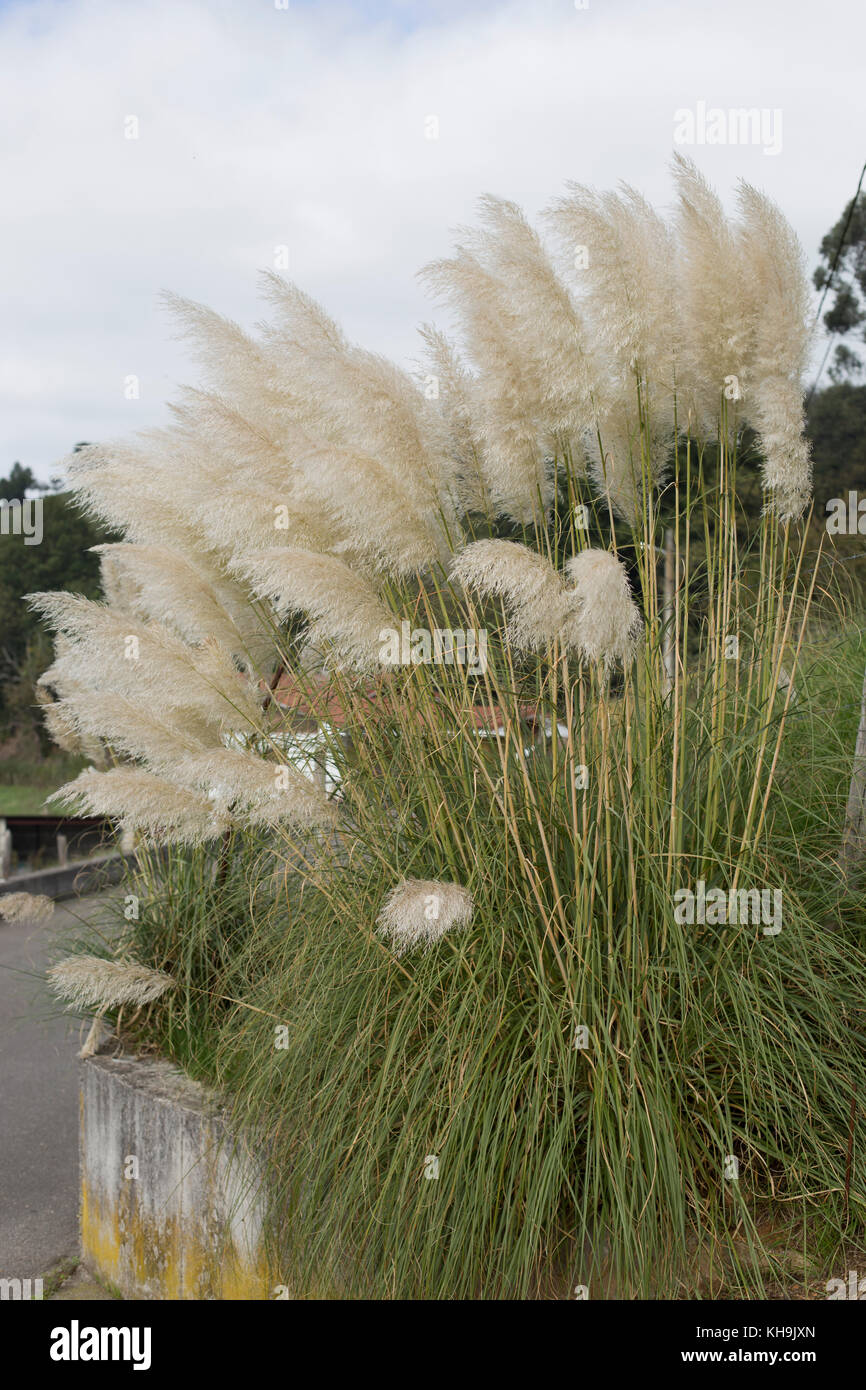 Pampas landscape tree hires stock photography and images Alamy