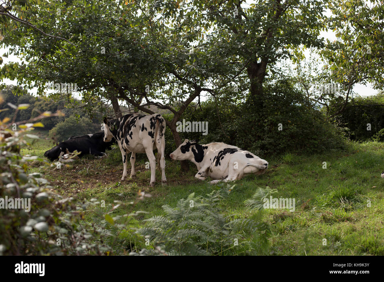 Holstein Friesian cattle Stock Photo - Alamy