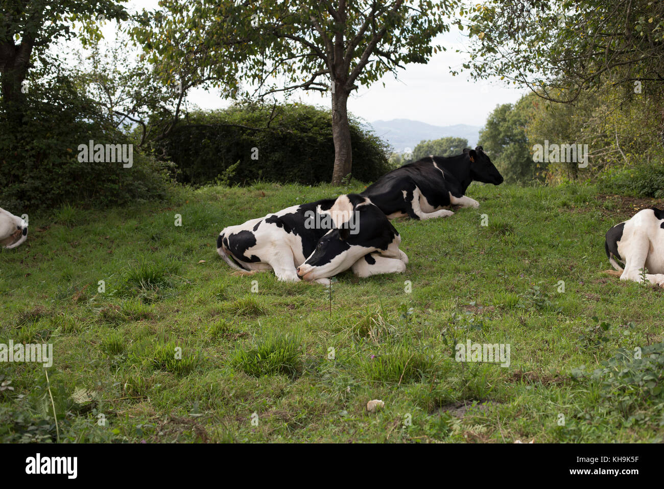 Holstein Friesian cattle Stock Photo - Alamy