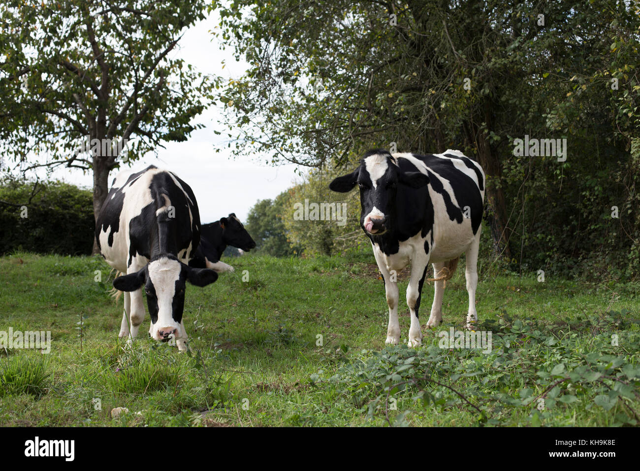 Holstein Friesian cattle Stock Photo - Alamy
