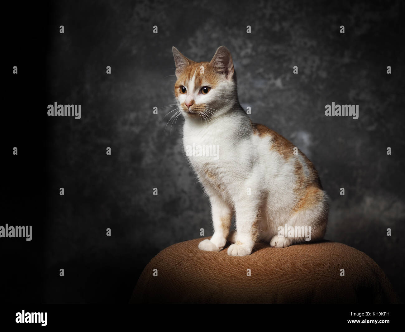studio portrait of a sitting domestic cat Stock Photo