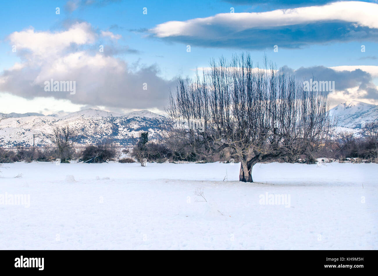 The picturesque Lasithi Plateau covered with snow. A lonely tree composed this amazing scene. Stock Photo