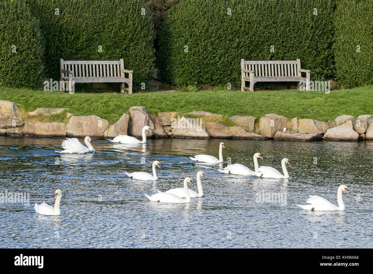 A bevy of swans on Marine Lake in Southport, Merseyside. Stock Photo