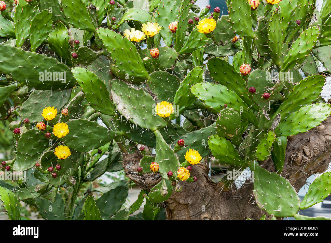cactus in yellow flowers, a large bush of cactus bloomed with yellow