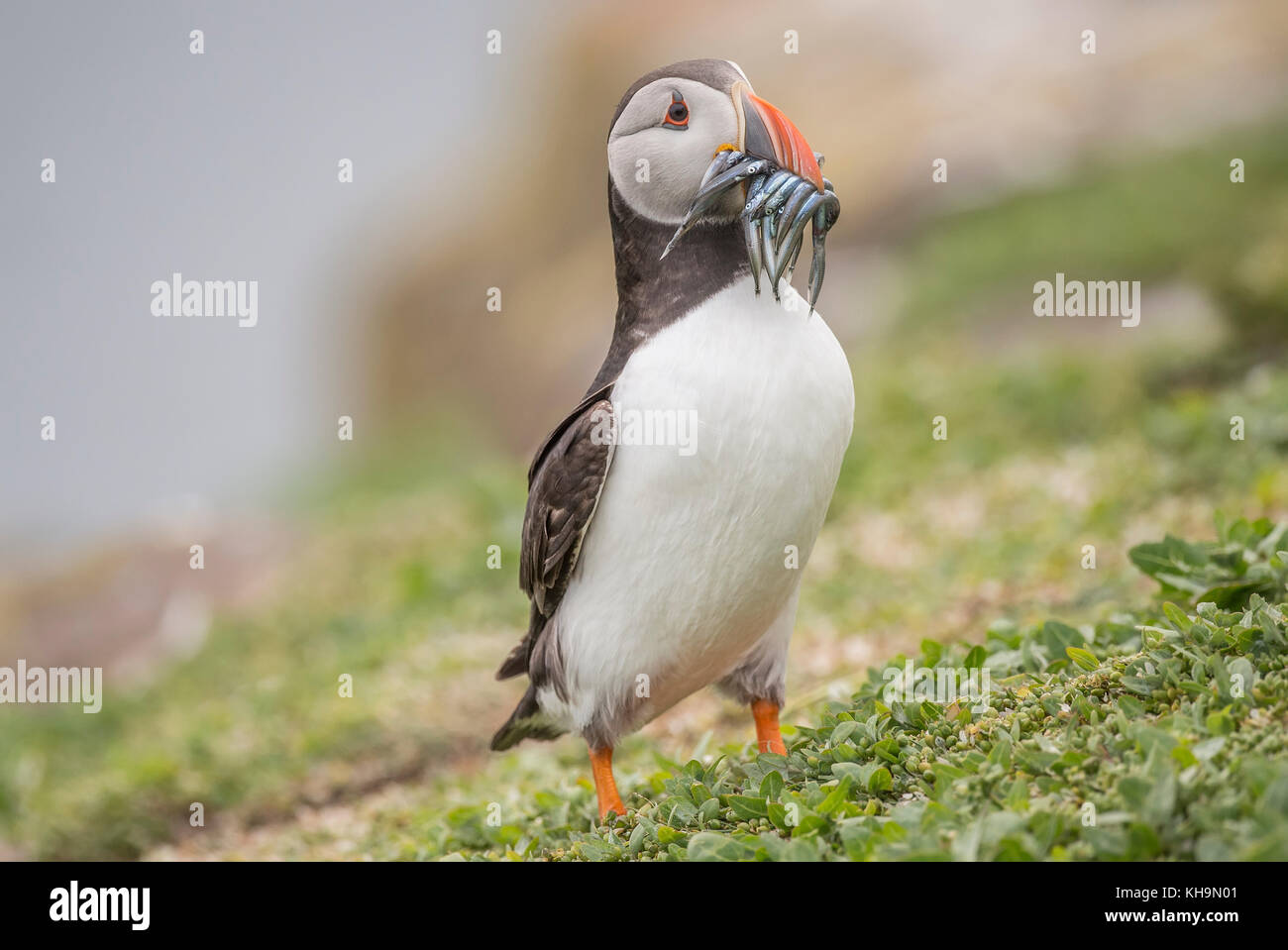 Puffin, Fratercula arctica, a with a beak full of Sand eels, close up on the farne islands in Nortumberland England Stock Photo