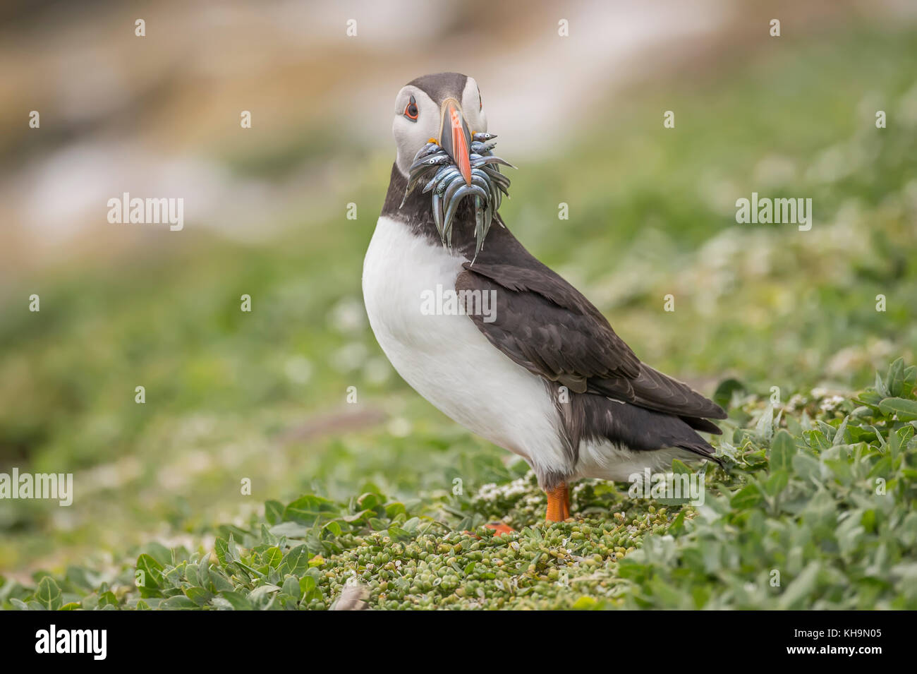 Puffin, Fratercula arctica, a with a beak full of Sand eels, close up on the farne islands in Nortumberland England Stock Photo