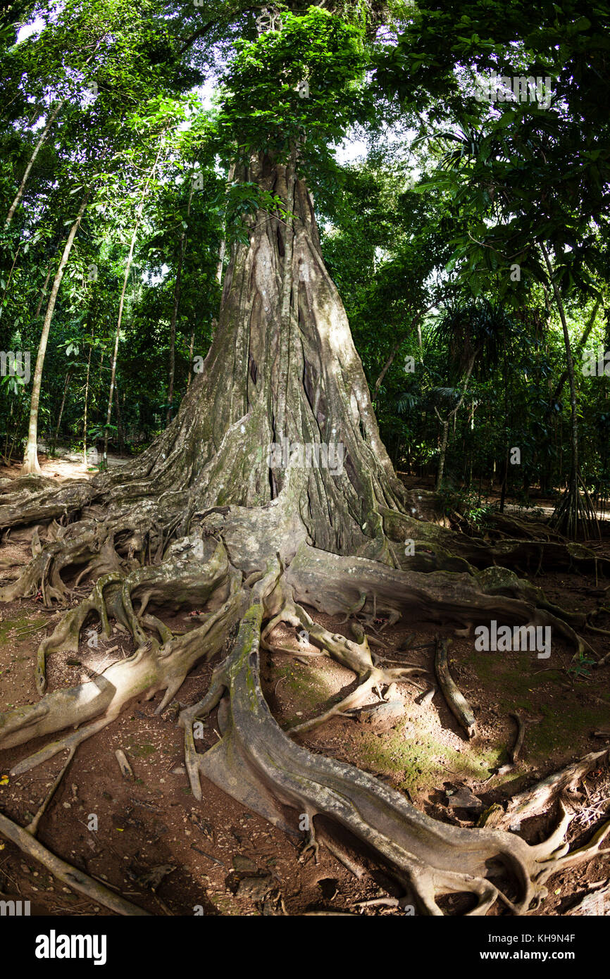 Buttress Roots of Giant Strangler Fig Tree, Ficus sp., Christmas Island, Australia Stock Photo