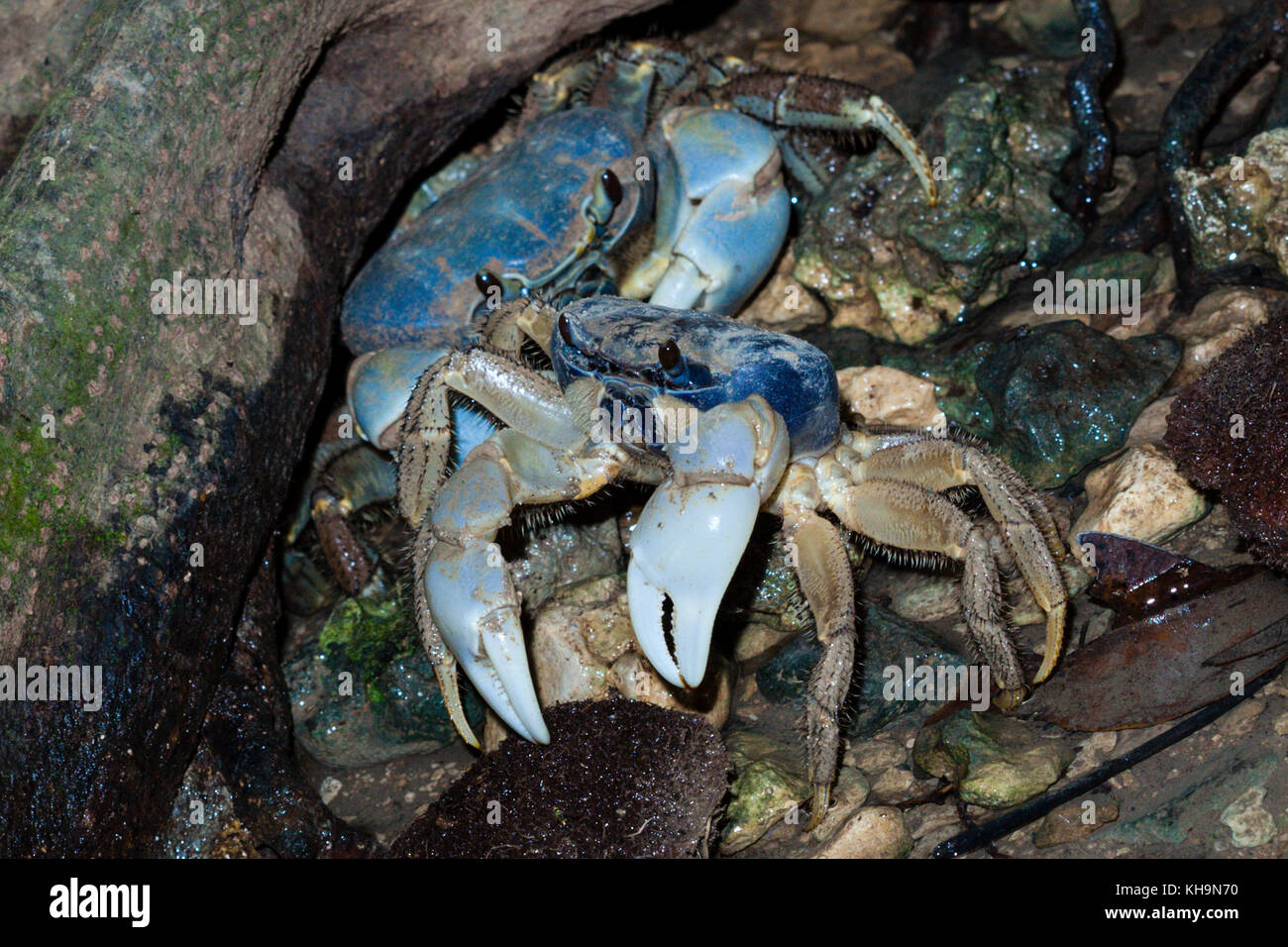 Christmas Island Blue Crab, Discoplax celeste, Christmas Island, Australia Stock Photo
