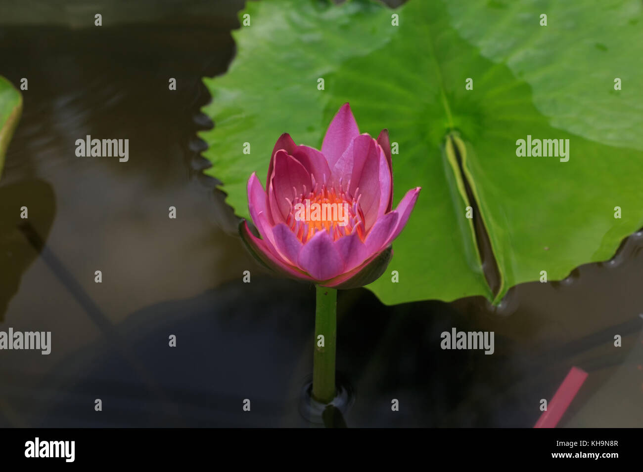 Close-up lotus flower,Beautiful lotus flower Blurred or blur soft focus Stock Photo