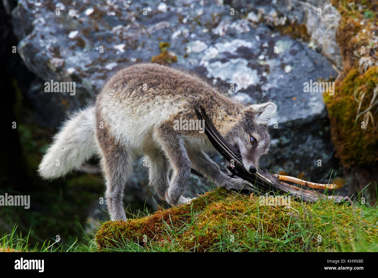Arctic fox / white fox / polar fox / snow fox (Vulpes lagopus / Alopex lagopus) young playing with bird wing on the tundra Stock Photo