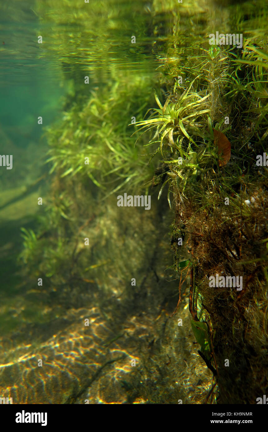 Underwater in Cano piedra, a river in Meta province Colombia, pipeworts (Eriocaulon) thrive in the crystal clear water. Stock Photo