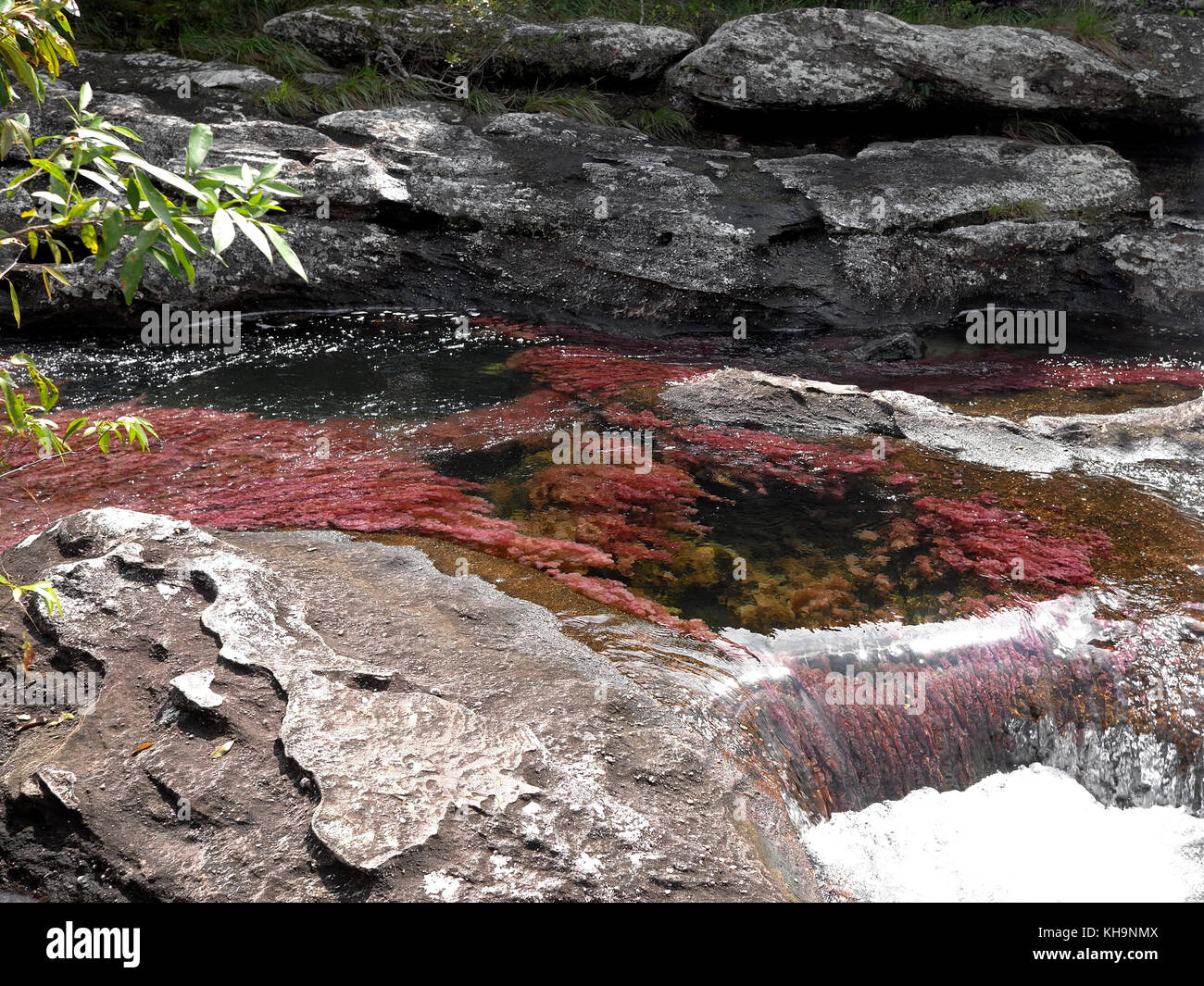 Rock-cut holes in the river bed of Cano Cristales Stock Photo