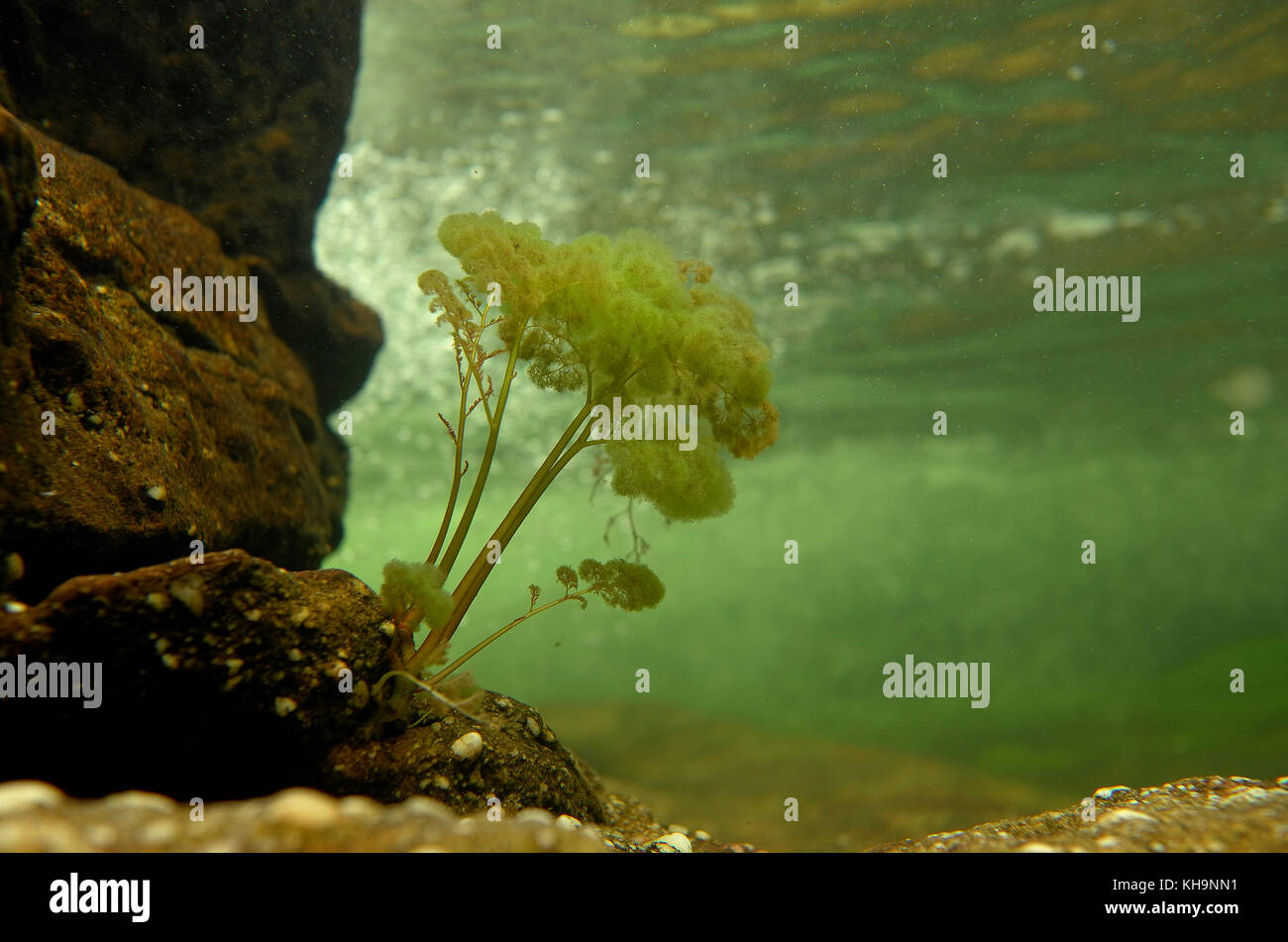 Landscape in miniature  - Rhyncholacis clavigera seen underwater Stock Photo