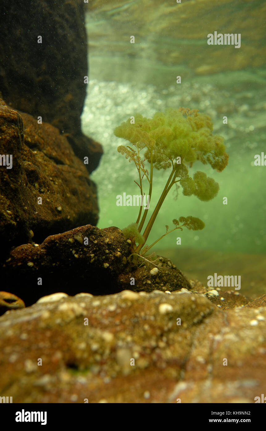 Landscape in miniature  - Rhyncholacis clavigera seen underwater Stock Photo
