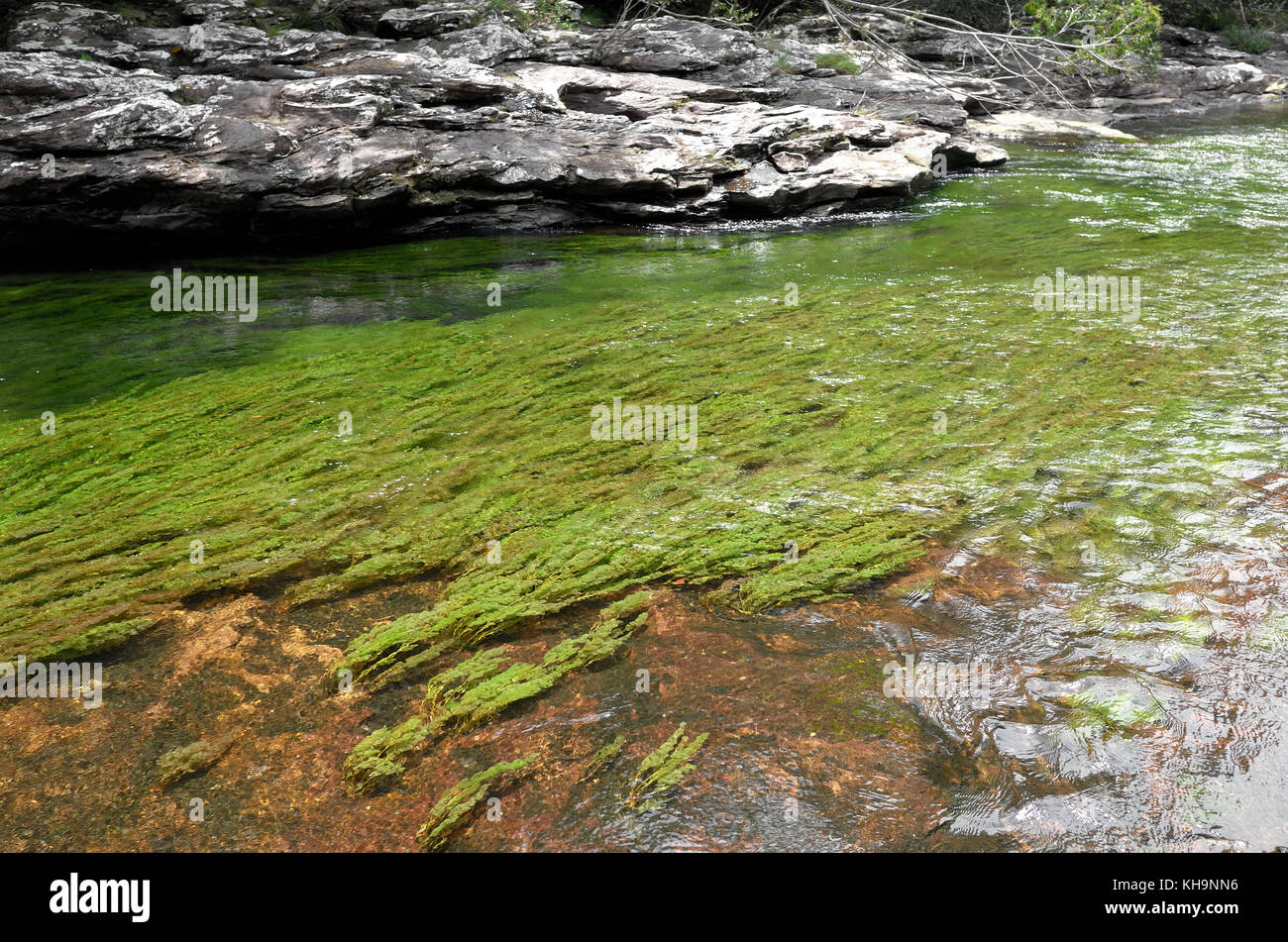 Rhyncholacis clavigera growing green in the shady Pailones river Stock Photo