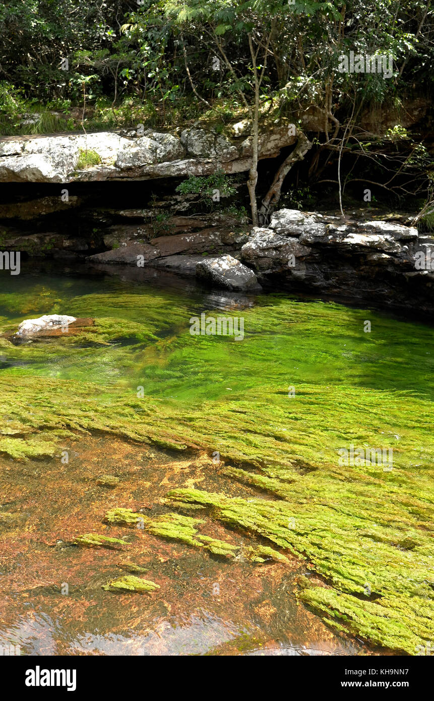 Macarenia clavigera growing green in the shady Pailones river Stock ...