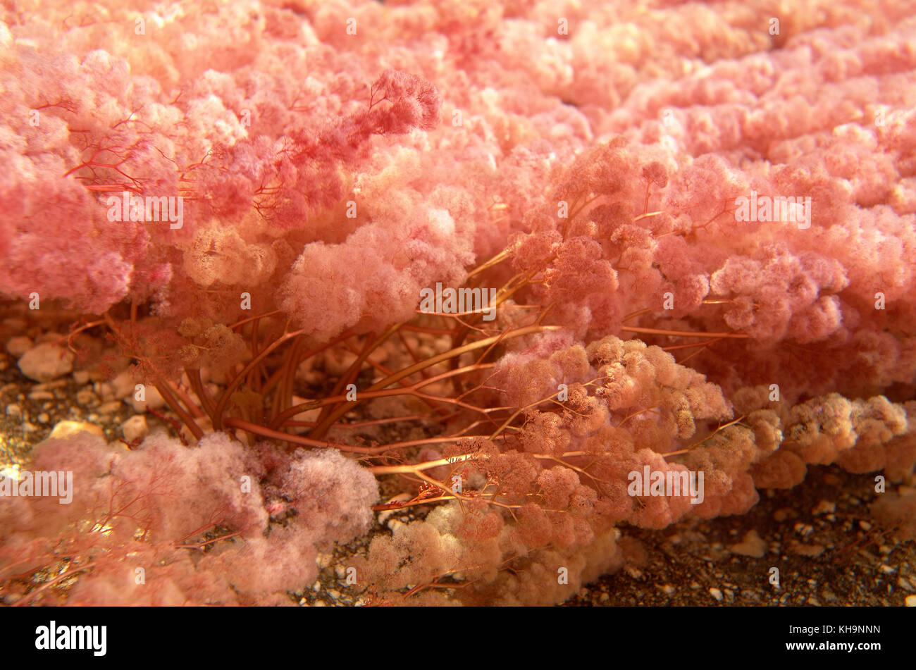 Rhyncholacis clavigera in pale pink form Stock Photo