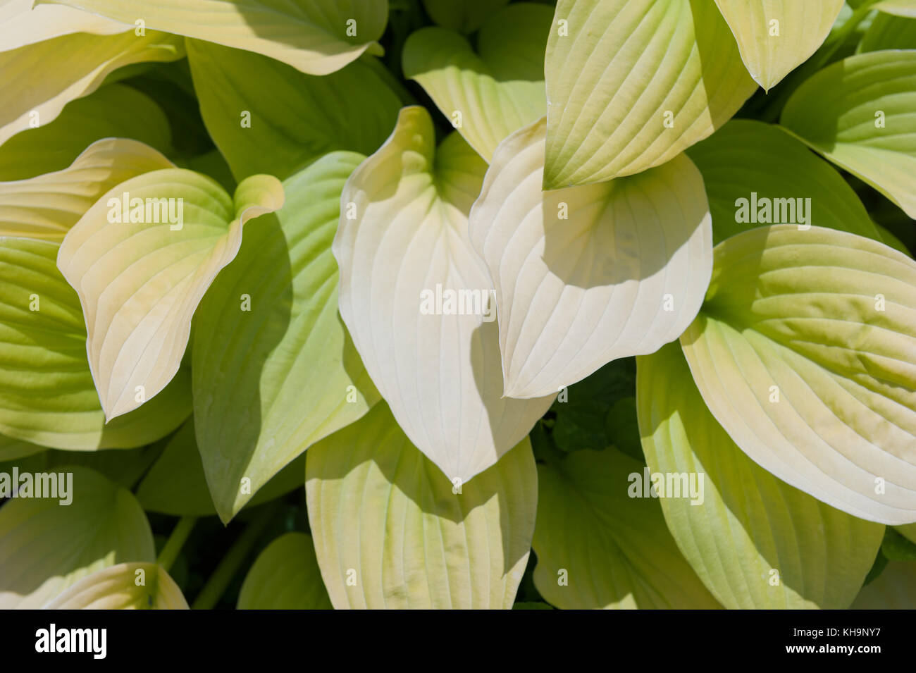 Lavish delicate green leaves of shade loving Hosta plantaginea with ovate leaf Stock Photo