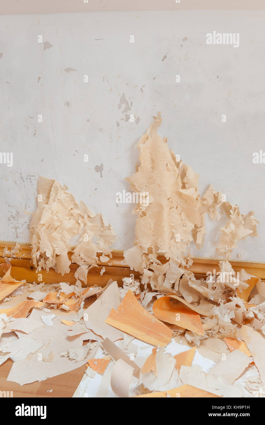 Stubborn difficult to remove wallpaper needing a good soak before trying to scrape off emulsion painted plasterboard matter of diy in the home Stock Photo - Alamy Stubborn difficult to remove wallpaper needing a good soak before trying to scrape off emulsion painted plasterboard matter of diy in the home Stock Photo - Alamy