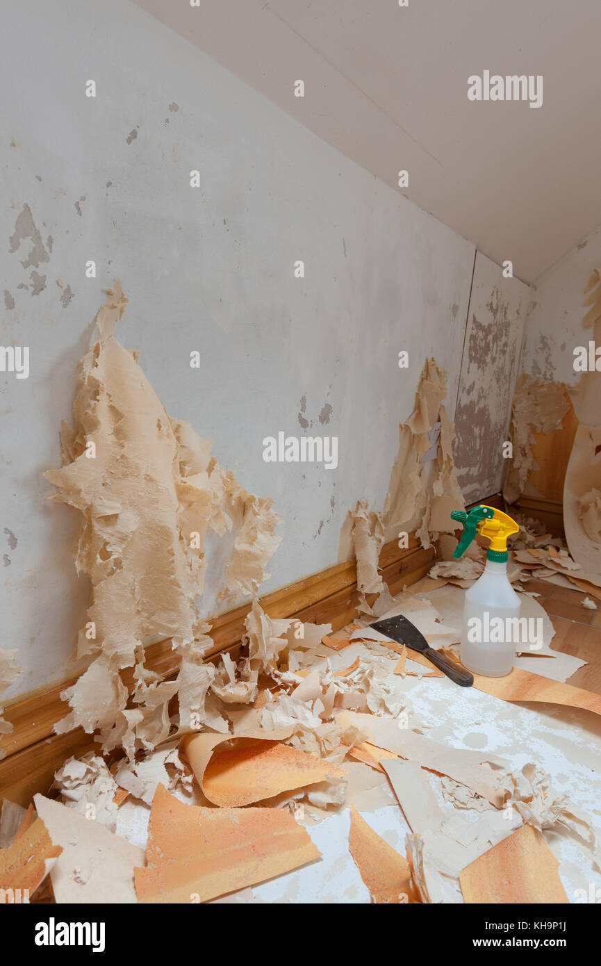 Stubborn difficult to remove wallpaper needing a good soak before trying to scrape off emulsion painted plasterboard matter of diy in the home Stock Photo - Alamy Stubborn difficult to remove wallpaper needing a good soak before trying to scrape off emulsion painted plasterboard matter of diy in the home Stock Photo - Alamy