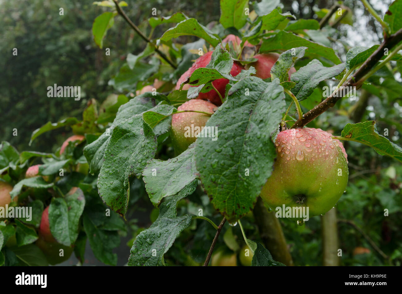 Delicious red ripe eating apple peeping out behind leaves after a sudden summer rainstorm being coated in raindrops Stock Photo