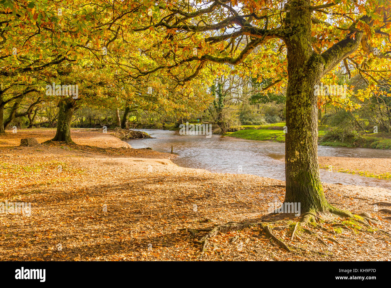 Autumn Scene in the New Forest, Hampshire.  Trees near a riverbank Stock Photo