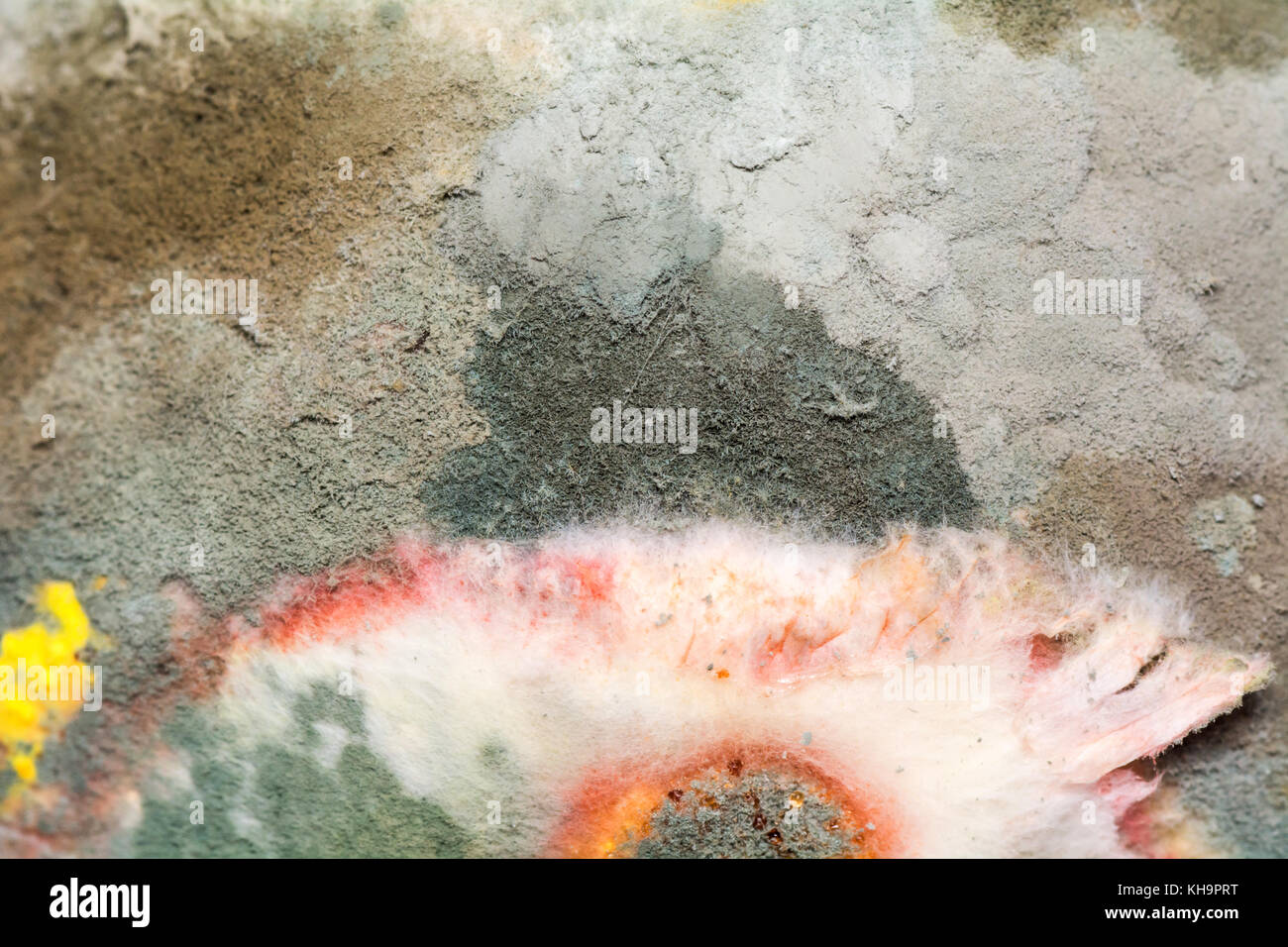 Pretty Mold Rotten Rotten produce closeup hi-res stock photography and images - Alamy