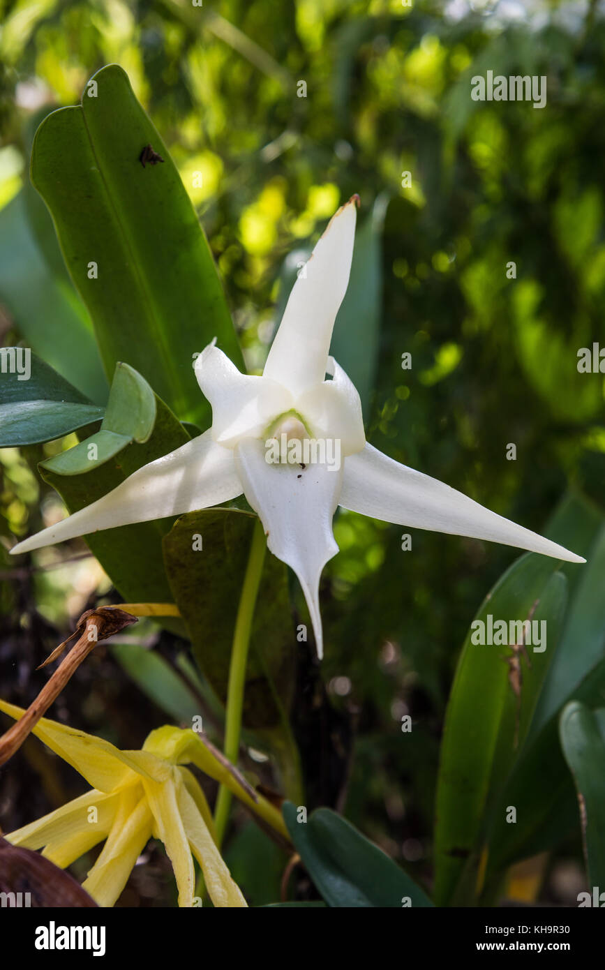 White flower of  Darwin's orchid (Angraecum sesquipedale). Madagascar, Africa. Stock Photo
