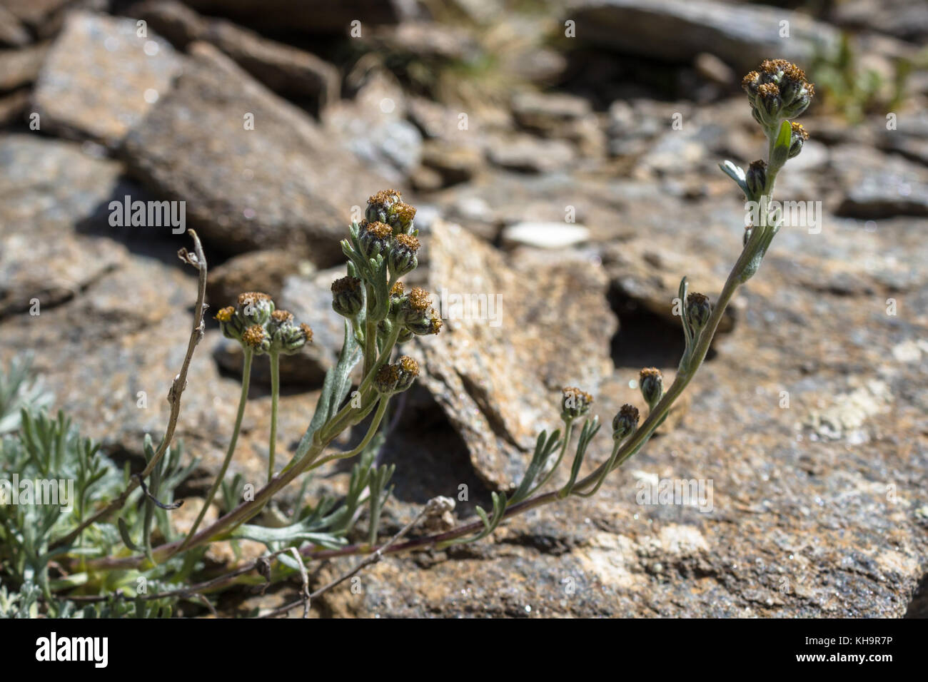 Alpine wild  flower Artemisia Umbelliformis (alpine wormwood or white genepì) . Aromatic plant. Stock Photo