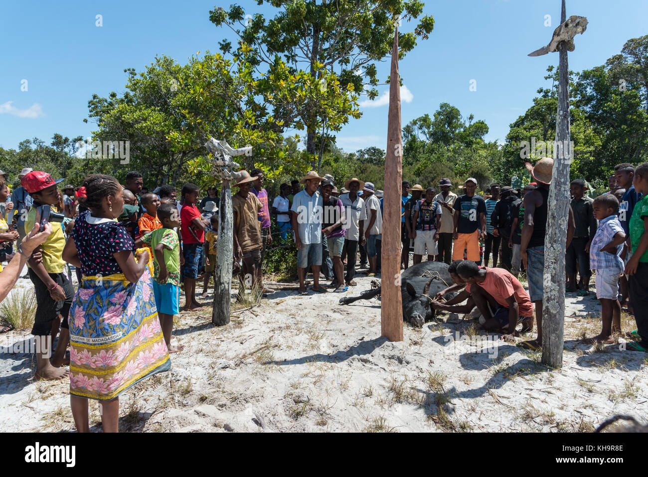 Zebu sacrifice ceremony, Lake Ampitabe, Toamasina, Madagascar, Africa Stock Photo