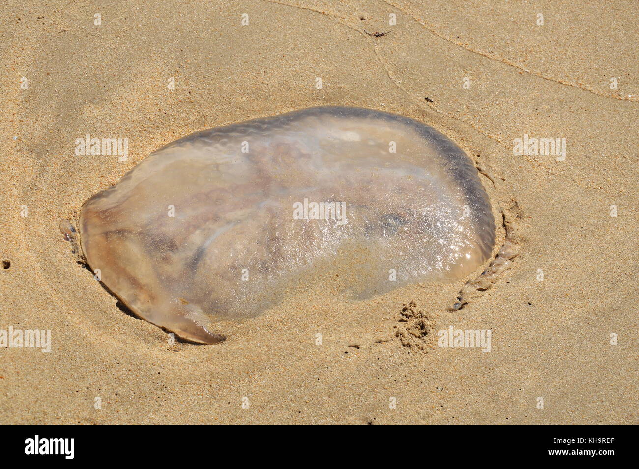 jellyfish strand on the beach Stock Photo