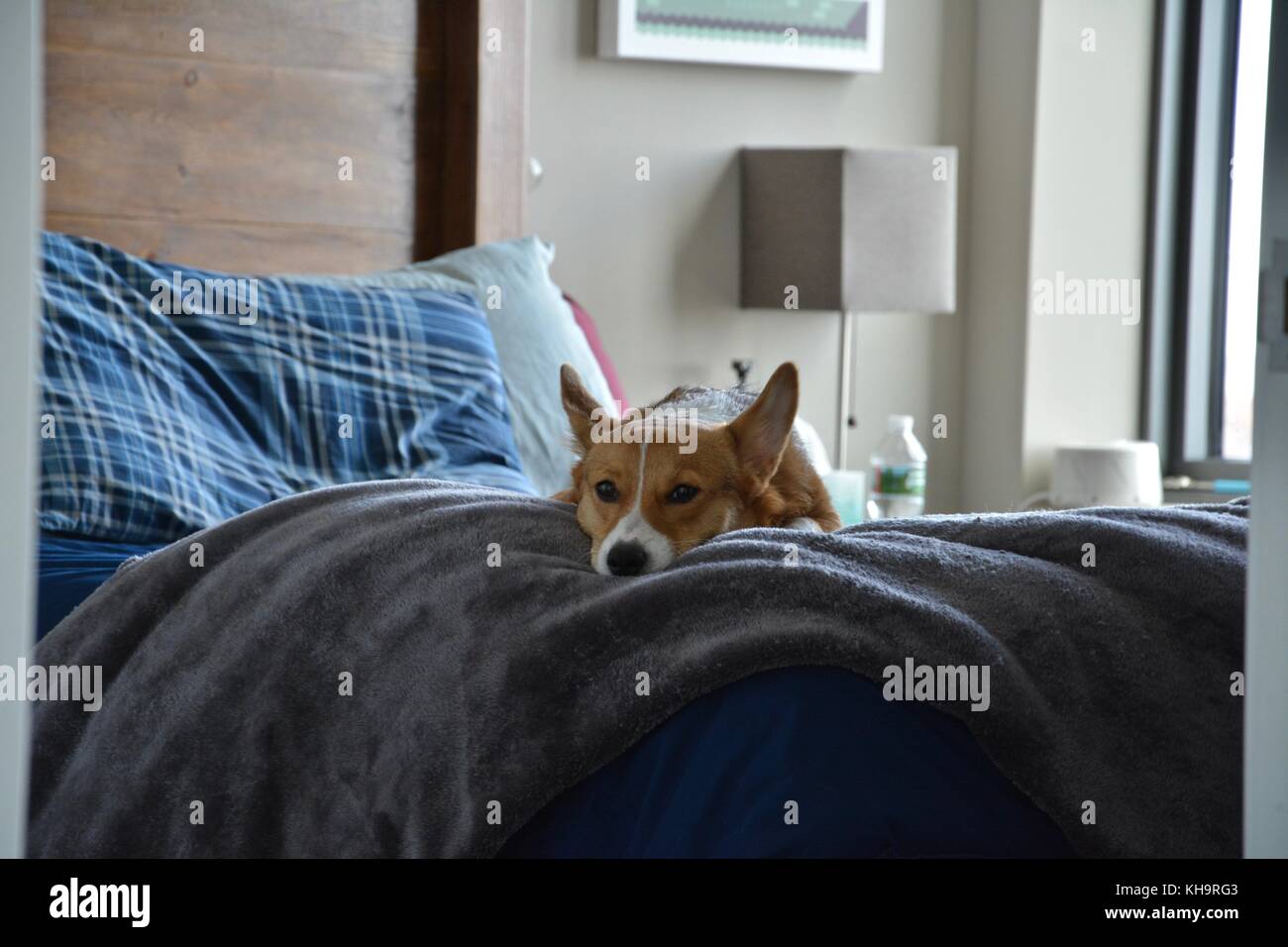 Pembroke welsh corgis herding hi-res stock photography and images - Alamy