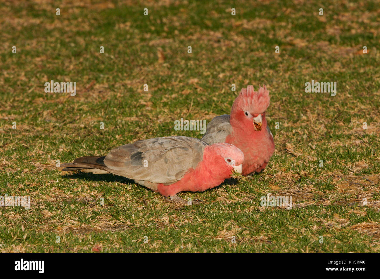 Colourful birds, Western Australia Stock Photo