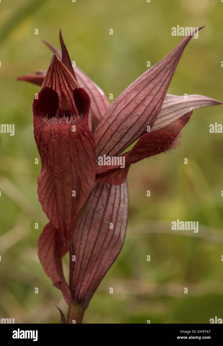 Eastern Tongue Orchid, Serapias orientalis, in flower, Mani peninsula, Peloponnese, Greece. Stock Photo